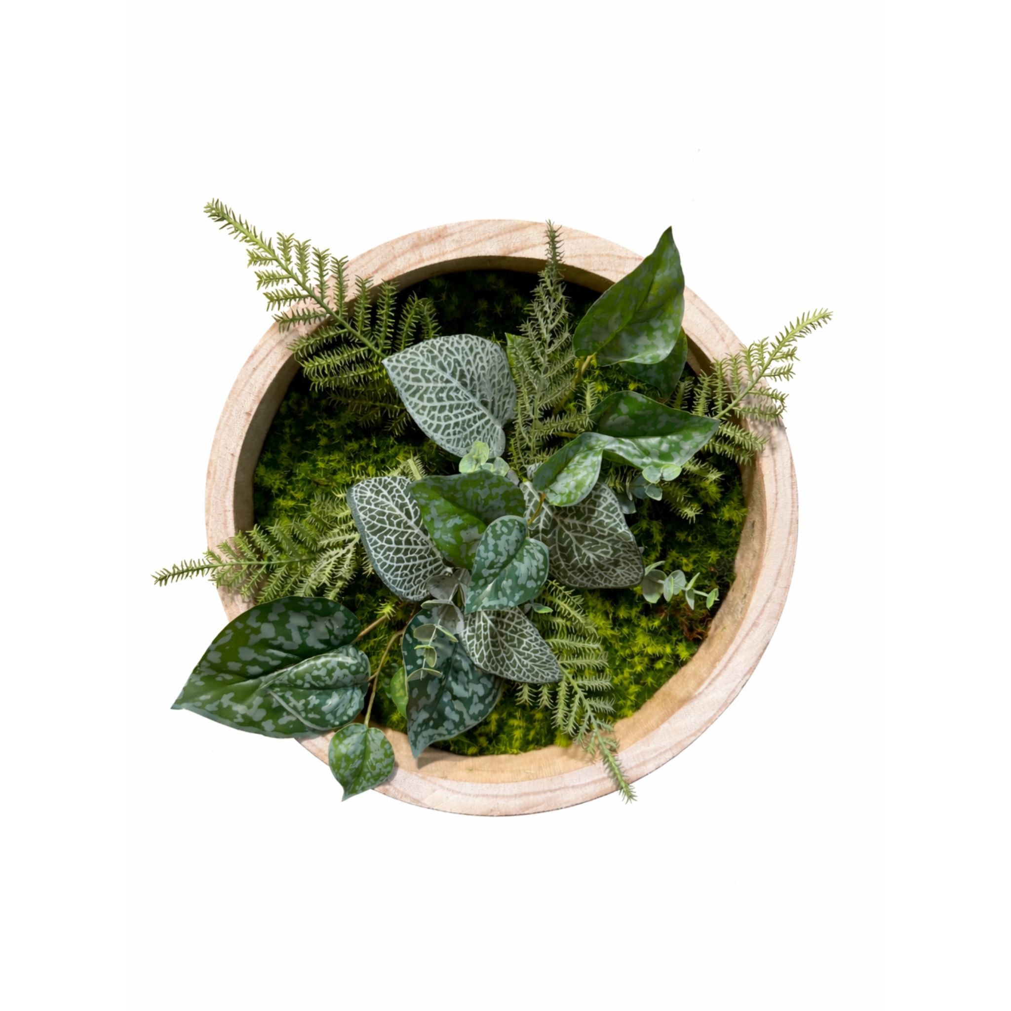 Tableau végétal Hedera 30cm