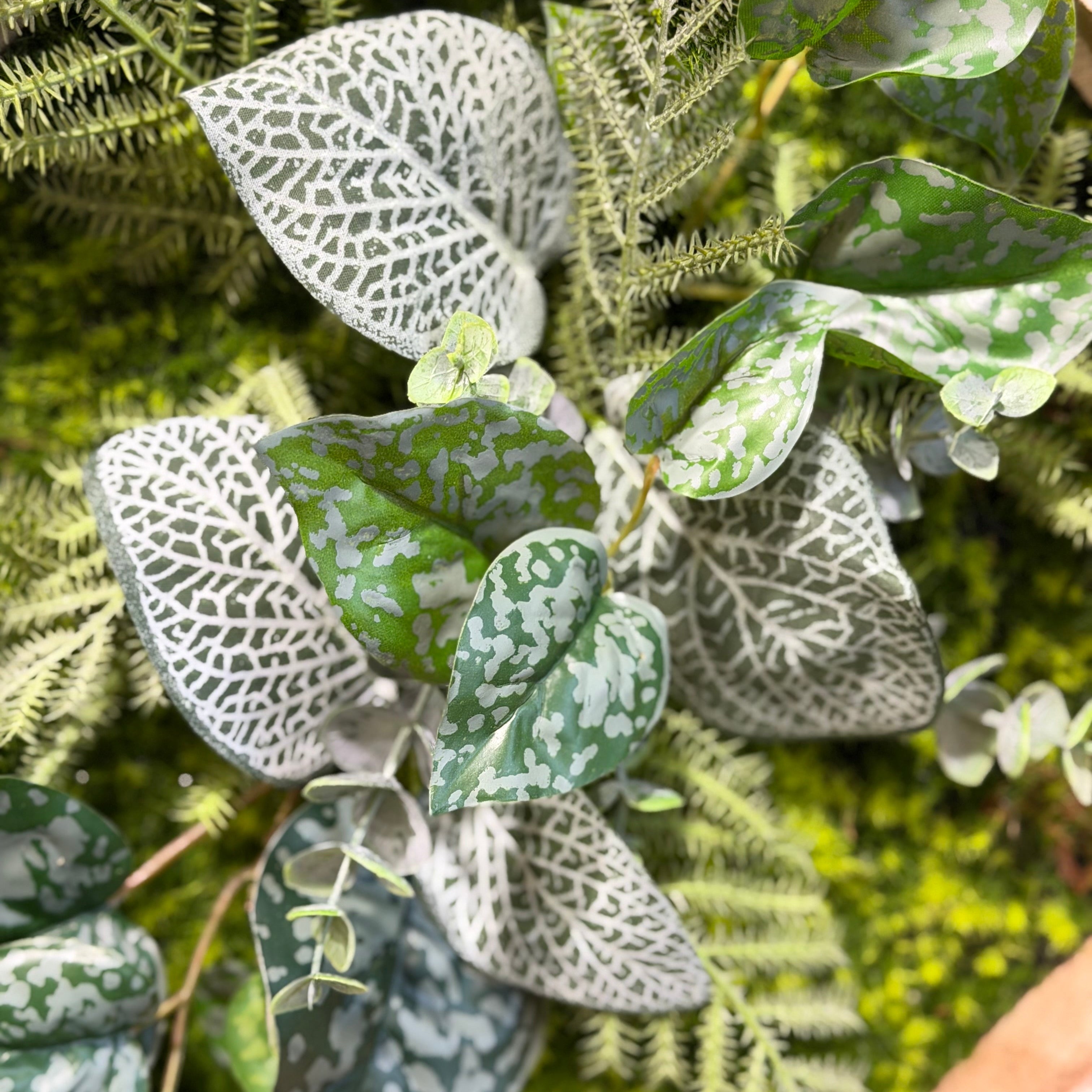Tableau végétal Hedera 30cm
