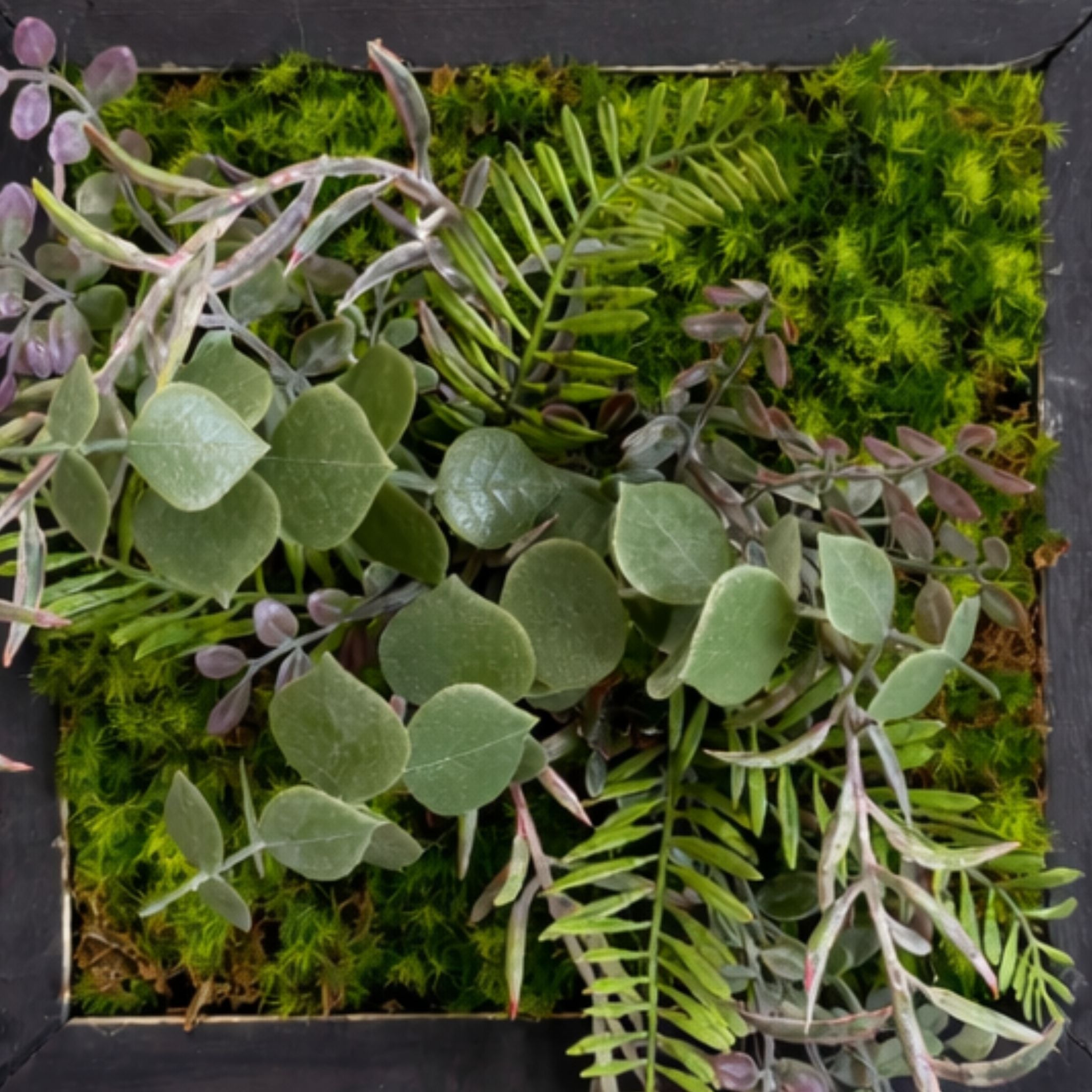 Tableau végétal Kalankoe 22x22cm