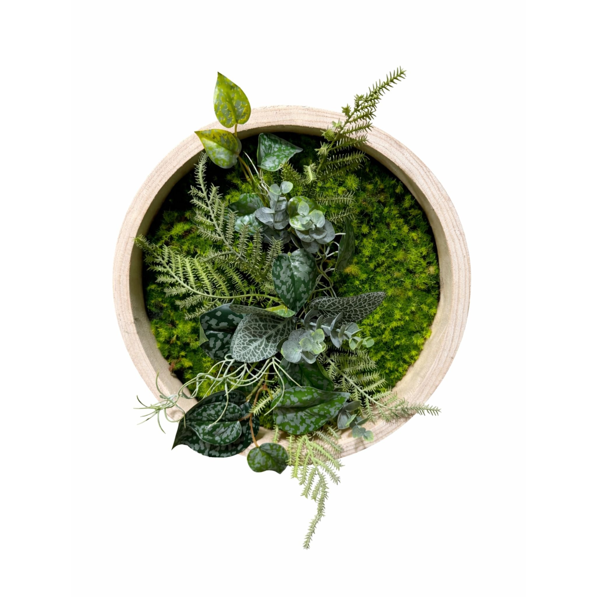 Tableau végétal Monstera 30cm