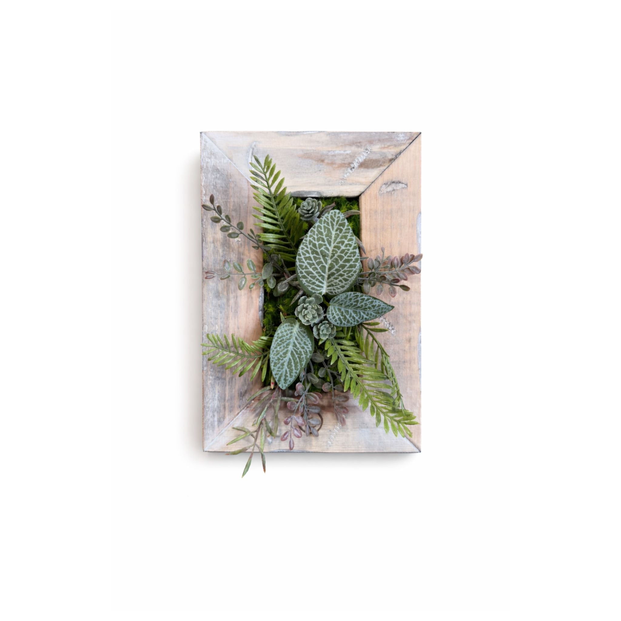 Tableau végétal Pilea 25x17.5cm