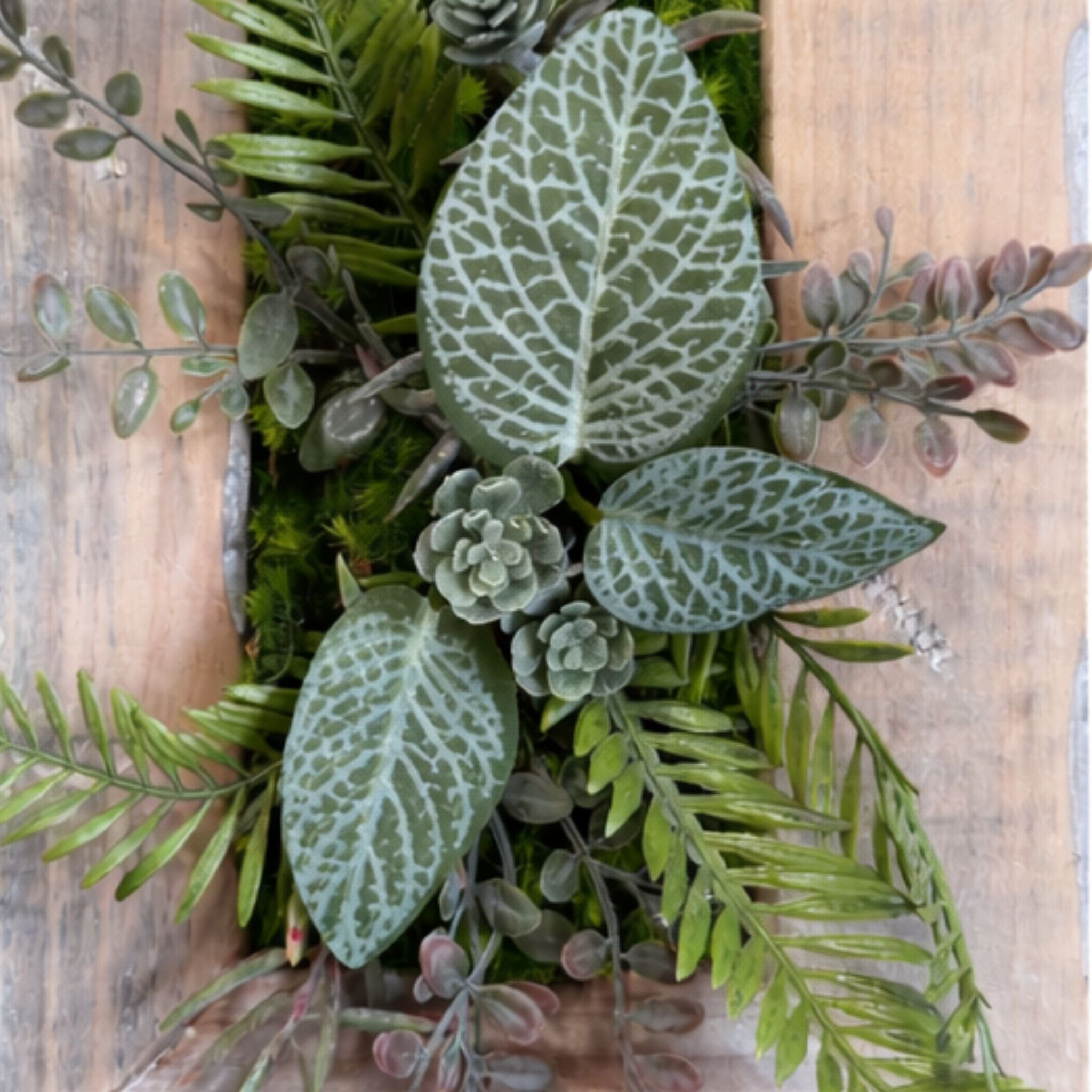 Tableau végétal Pilea 25x17.5cm