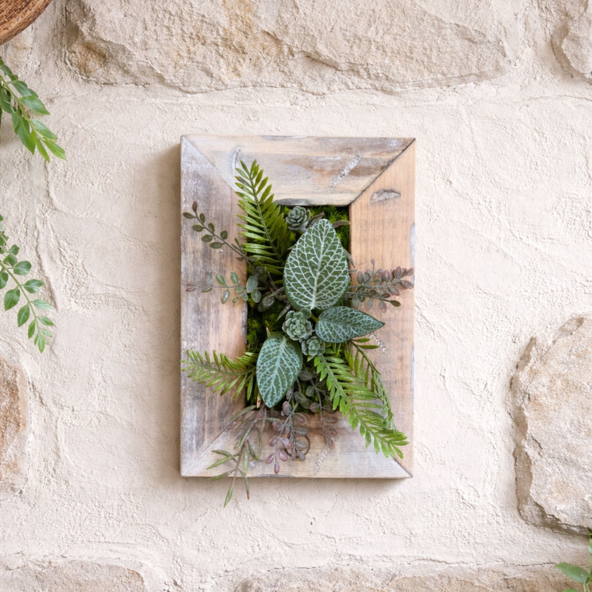 Tableau végétal Pilea 25x17.5cm