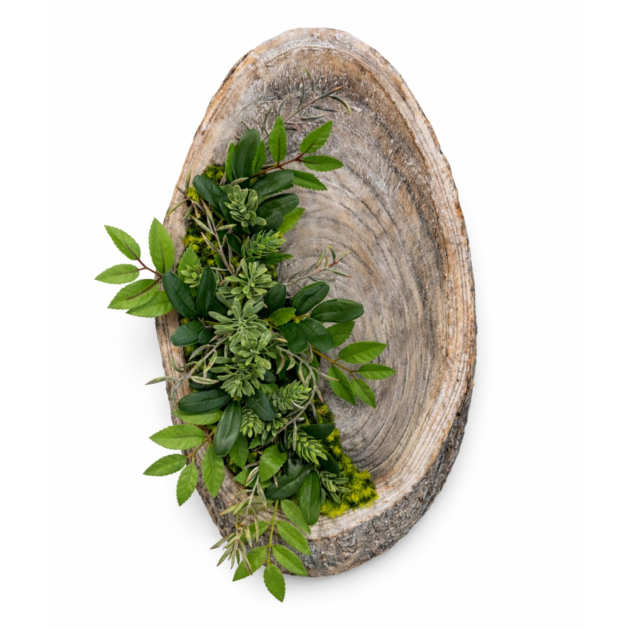 Tableau végétal Schefflera 52x27cm