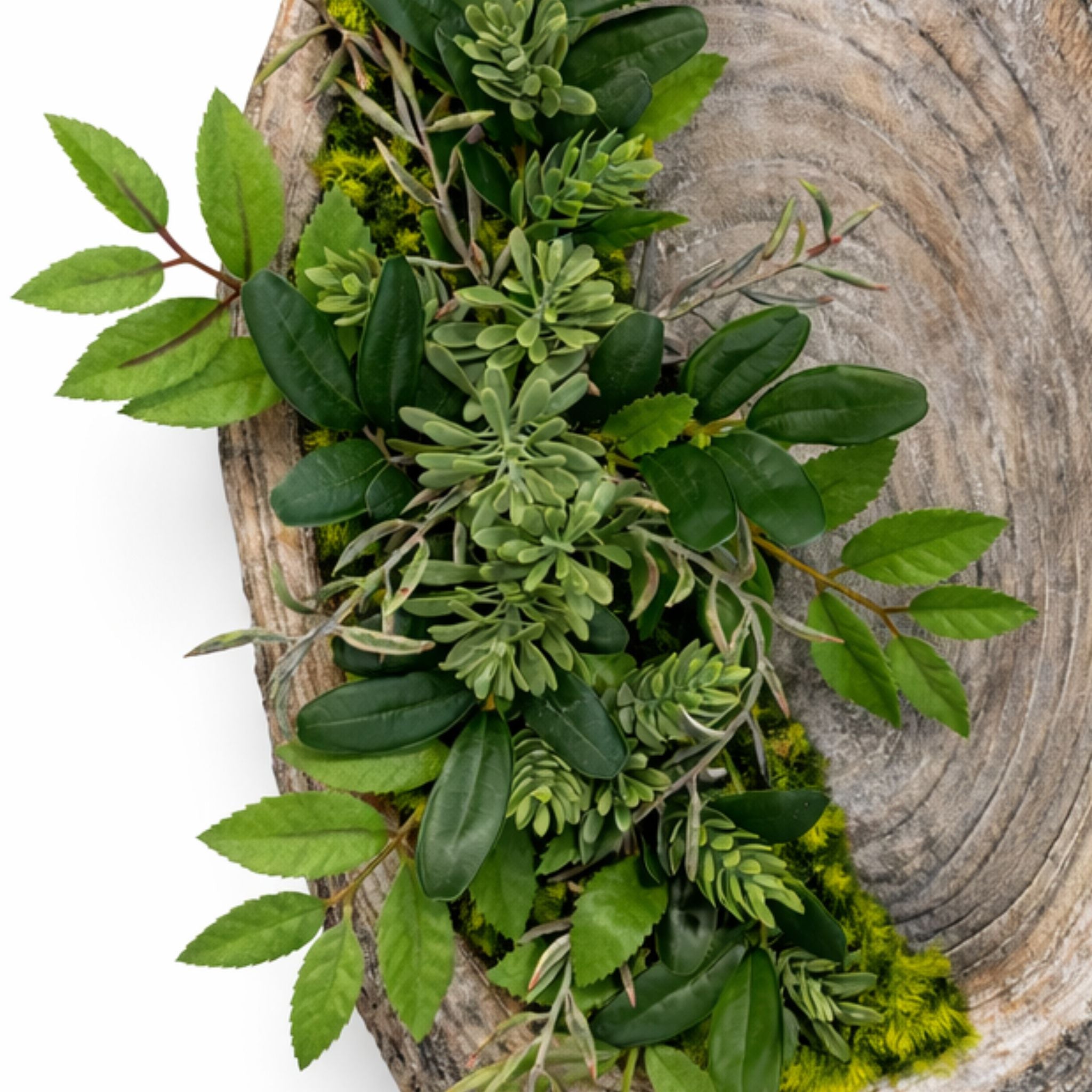 Tableau végétal Schefflera 52x27cm