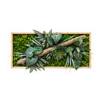 Tableau végétal Tradescantia 70 x 40cm