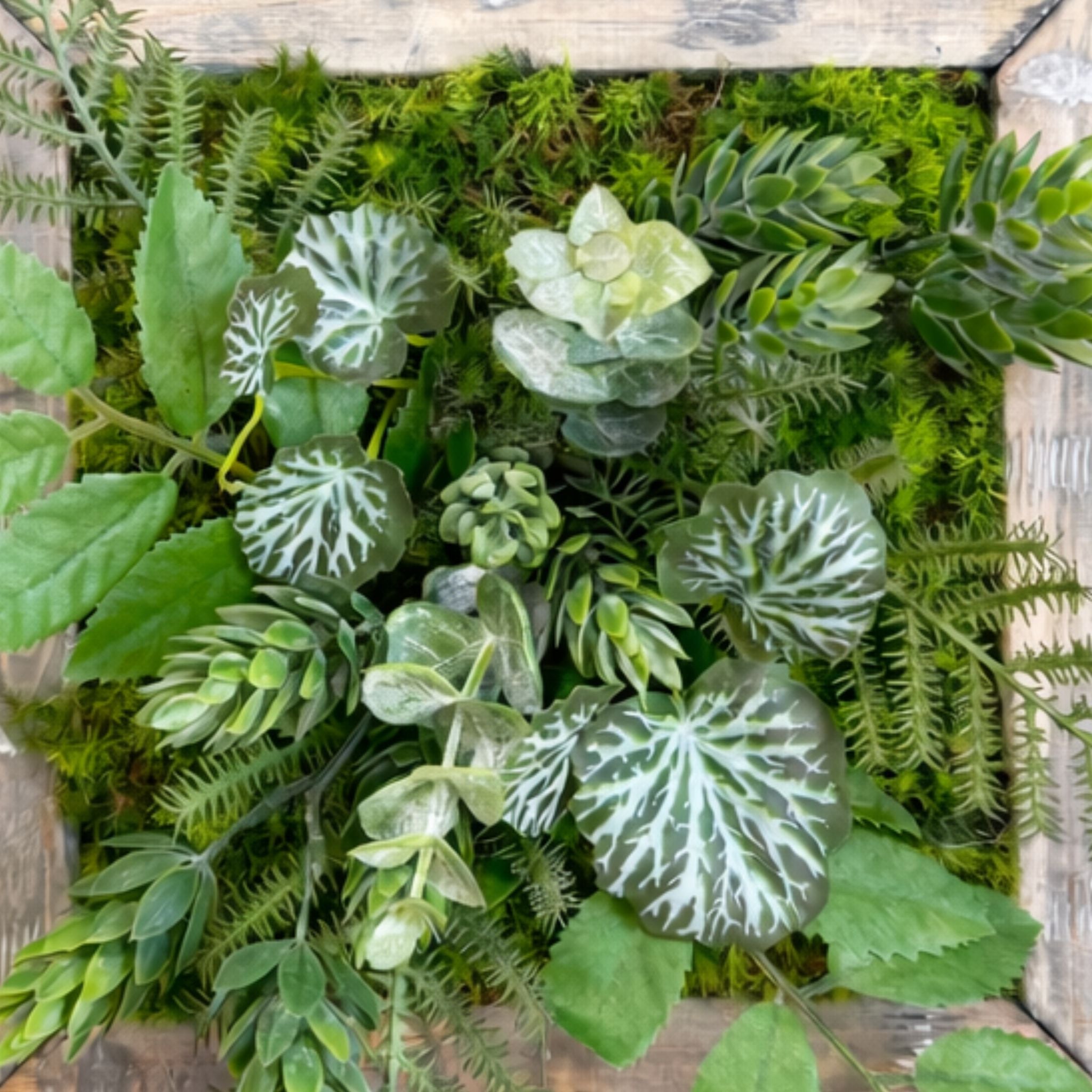 Tableau végétal Viburnum 22x22cm