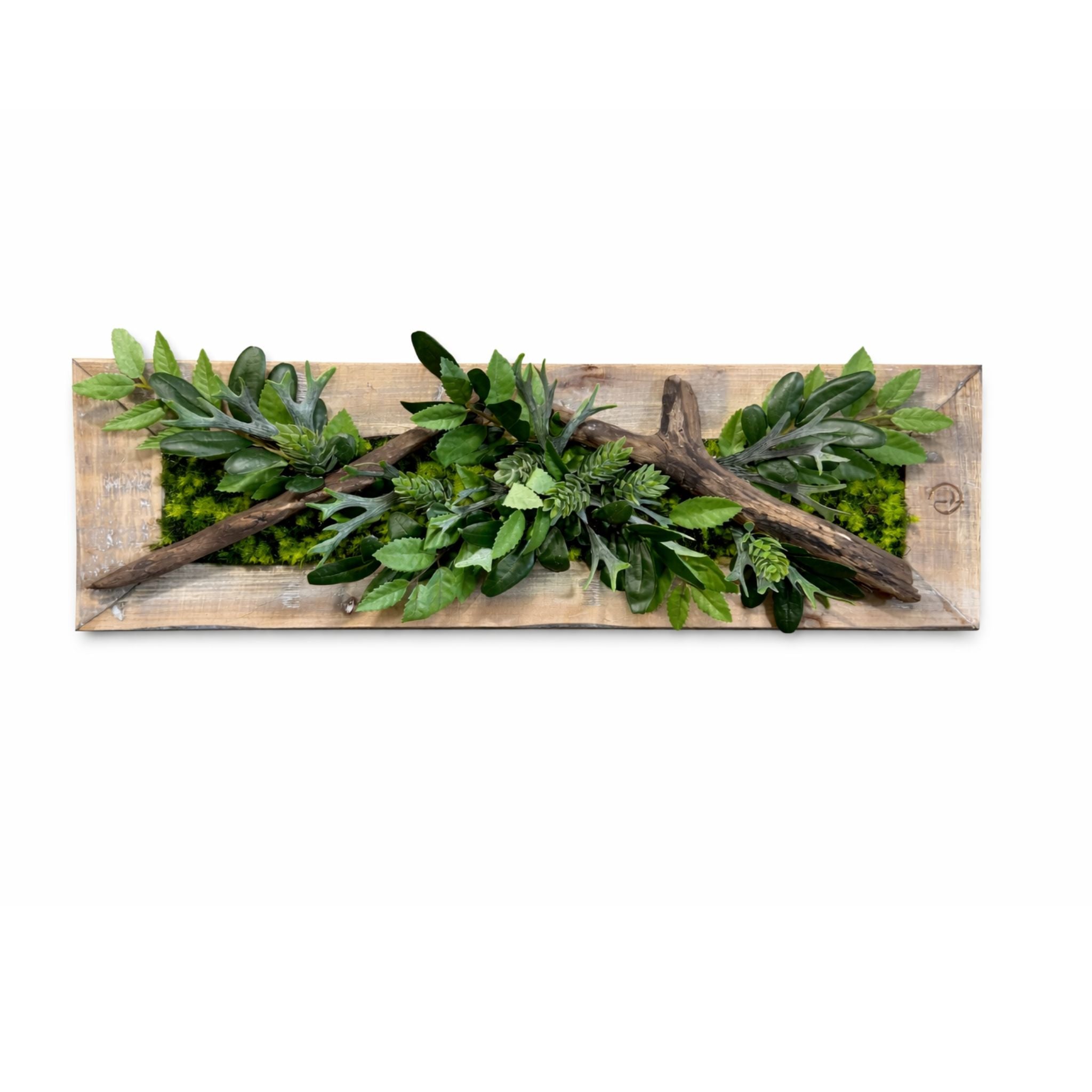 Tableau végétal Zamioculcas 53.3x17.5cm