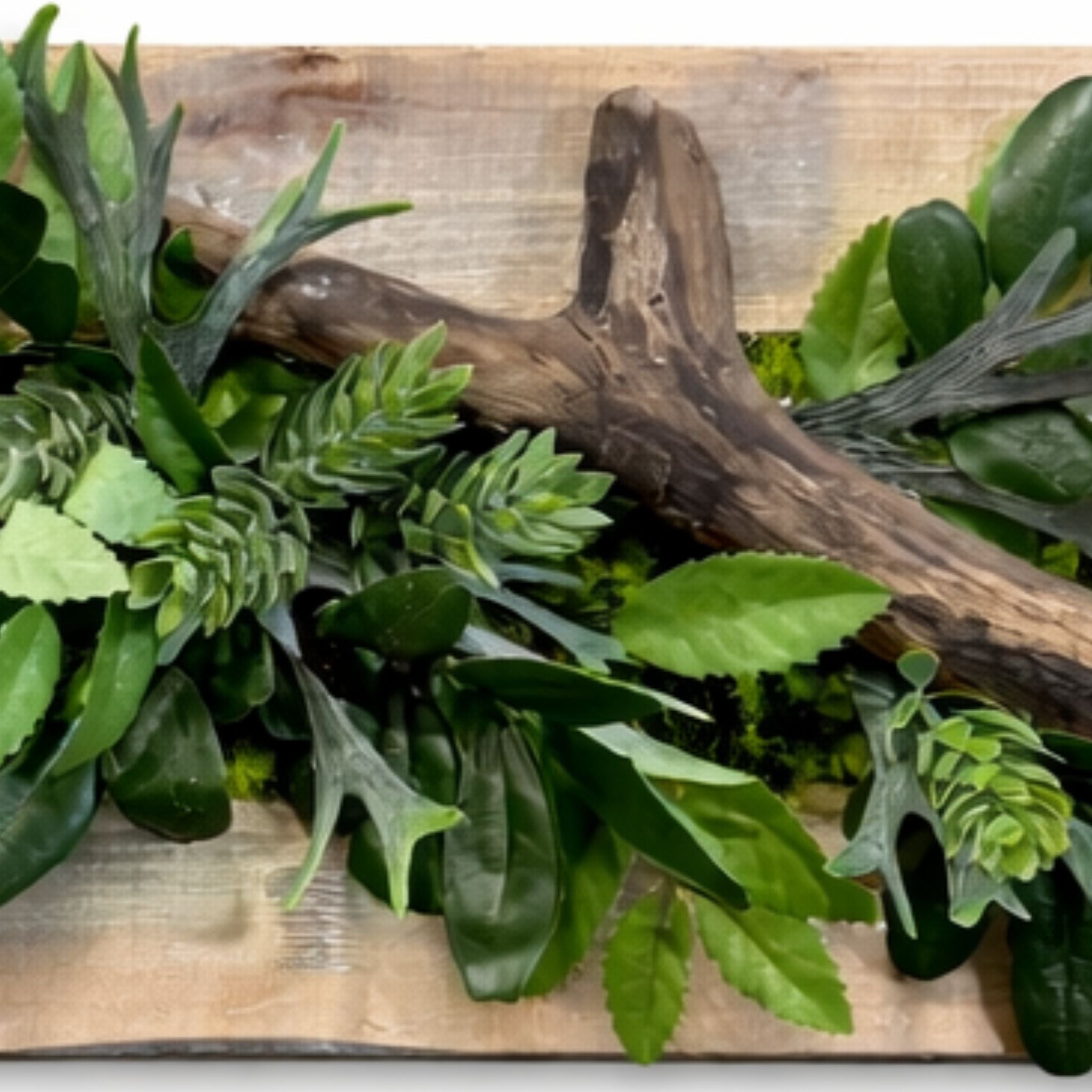 Tableau végétal Zamioculcas 53.3x17.5cm